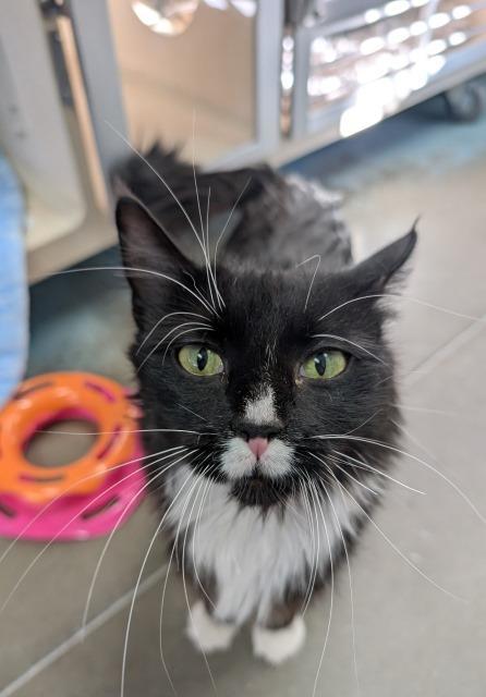 Chirpy, an adoptable Domestic Long Hair in Pagosa Springs, CO, 81147 | Photo Image 2