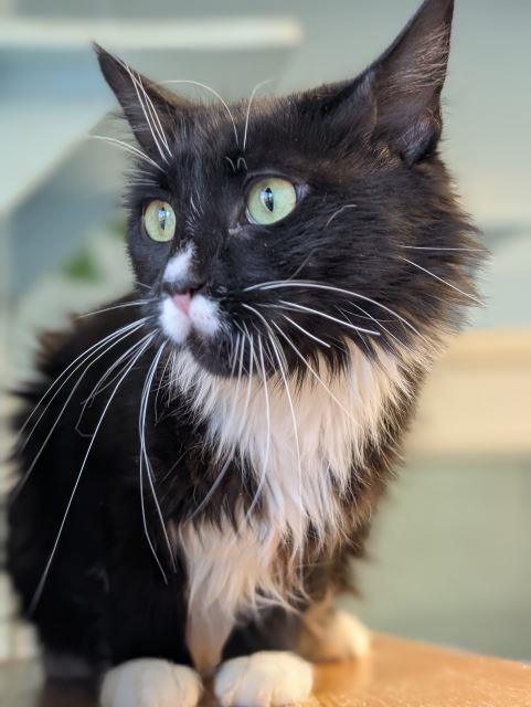 Chirpy, an adoptable Domestic Long Hair in Pagosa Springs, CO, 81147 | Photo Image 3