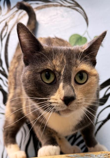 Miss Jenkins, an adoptable Domestic Short Hair in Pagosa Springs, CO, 81147 | Photo Image 1