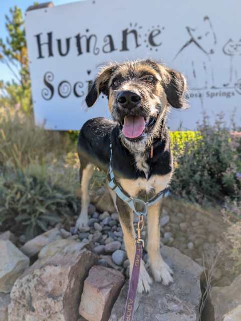 Eb, an adoptable Terrier, Mixed Breed in Pagosa Springs, CO, 81147 | Photo Image 1