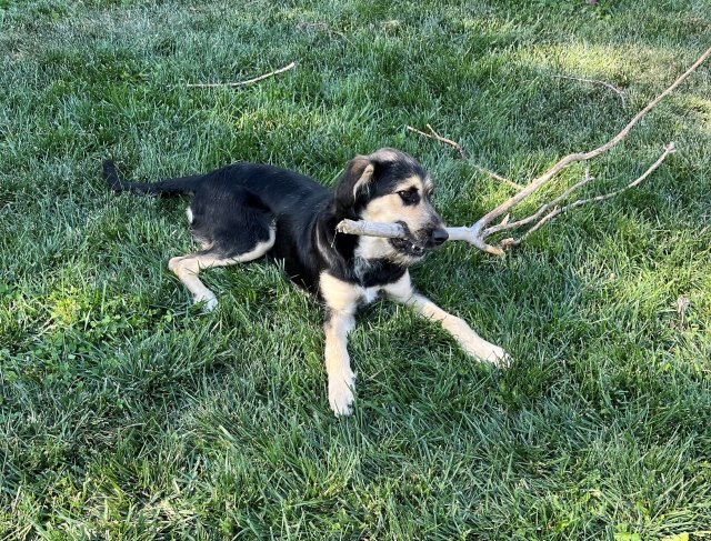 Eb, an adoptable Terrier, Mixed Breed in Pagosa Springs, CO, 81147 | Photo Image 5