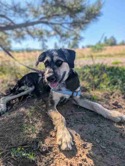 Eb, an adoptable Terrier, Mixed Breed in Pagosa Springs, CO, 81147 | Photo Image 6