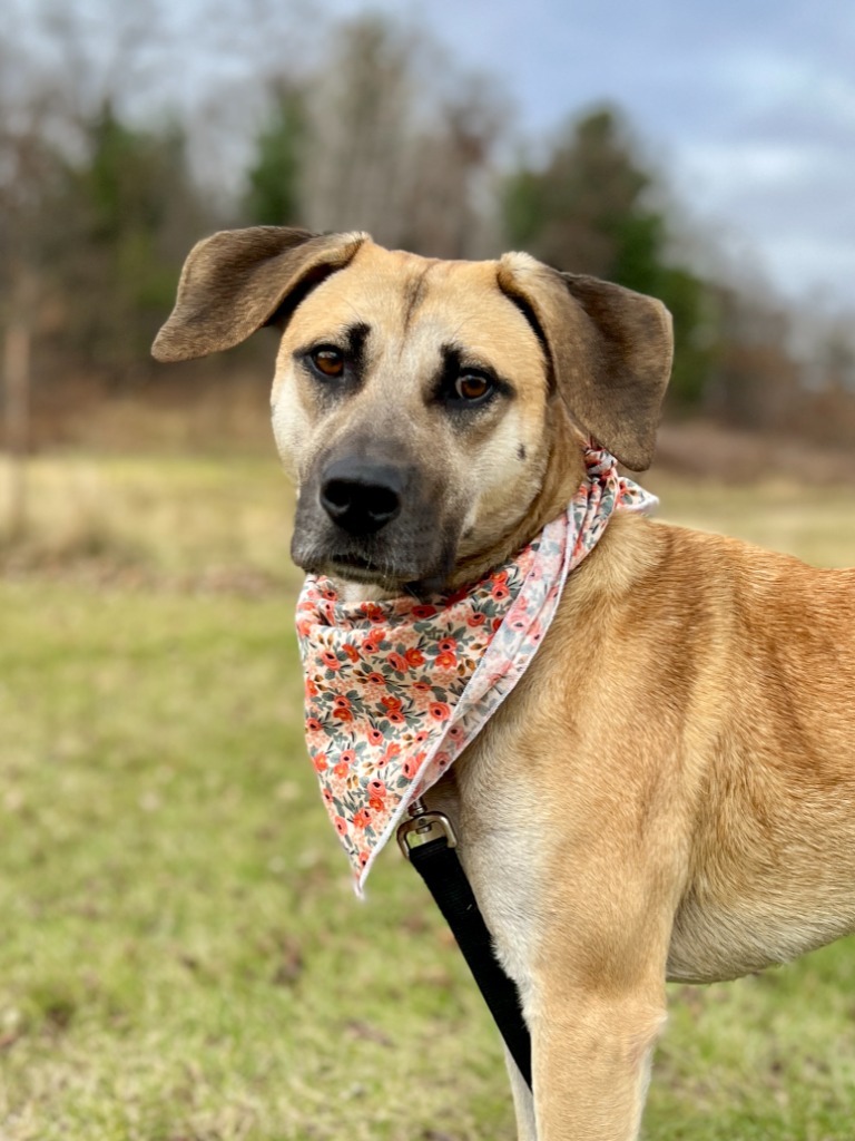 Genevieve, an adoptable Mixed Breed in Menomonie, WI, 54751 | Photo Image 1