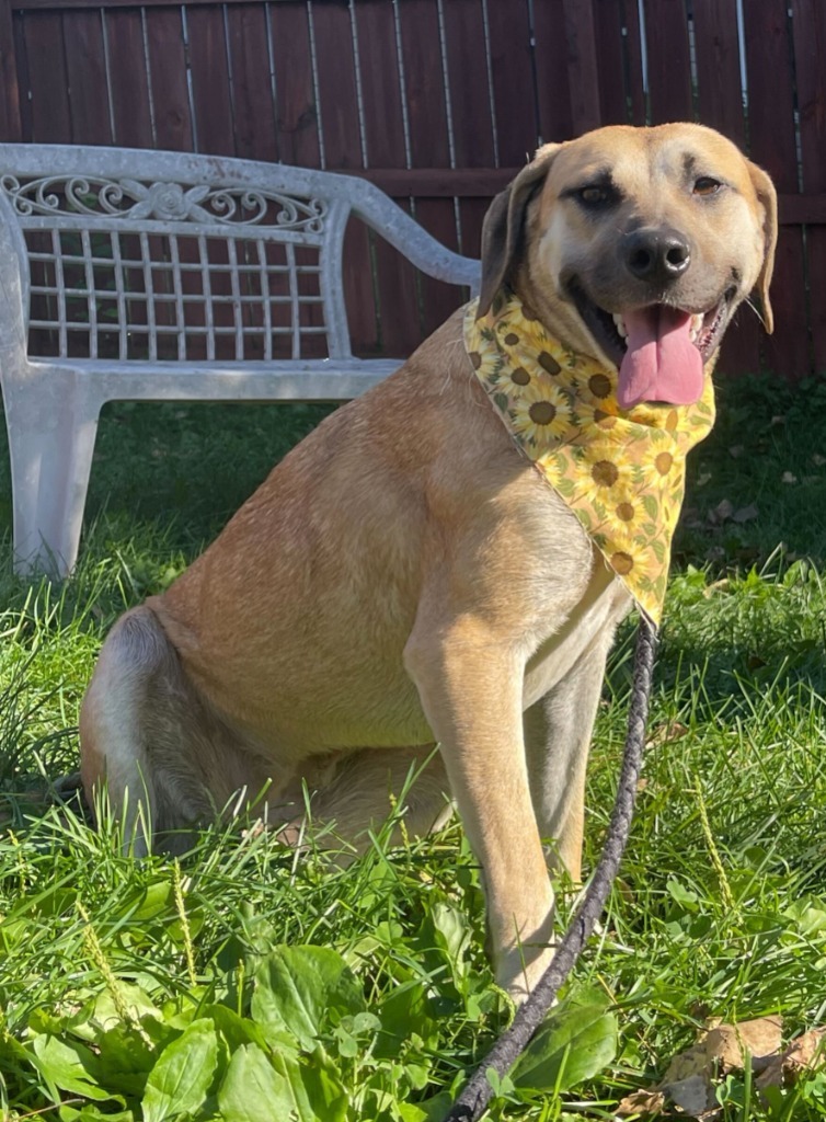 Genevieve, an adoptable Mixed Breed in Menomonie, WI, 54751 | Photo Image 2