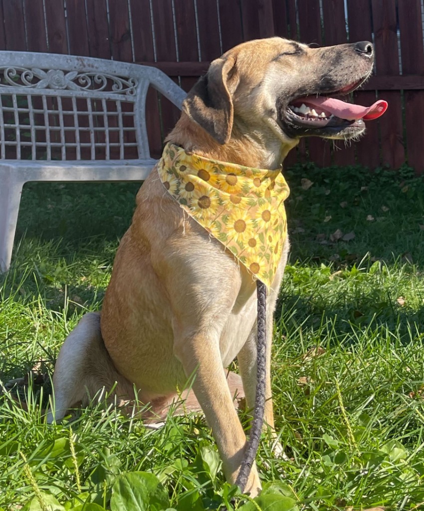 Genevieve, an adoptable Mixed Breed in Menomonie, WI, 54751 | Photo Image 4