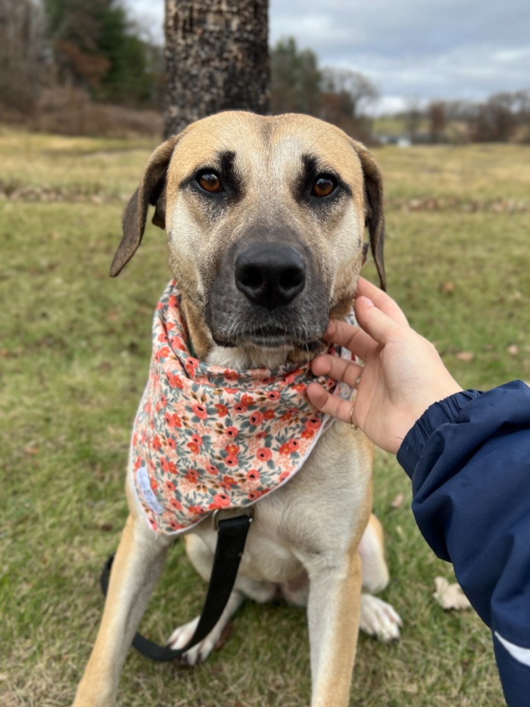 Genevieve, an adoptable Mixed Breed in Menomonie, WI, 54751 | Photo Image 5