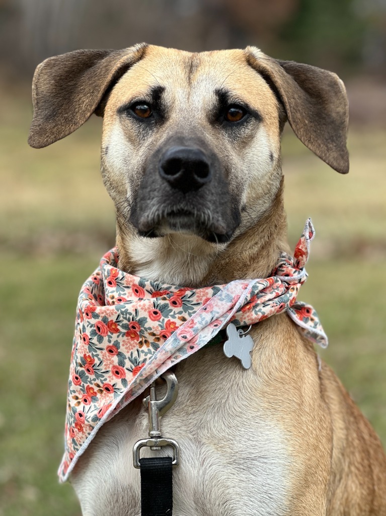 Genevieve, an adoptable Mixed Breed in Menomonie, WI, 54751 | Photo Image 6