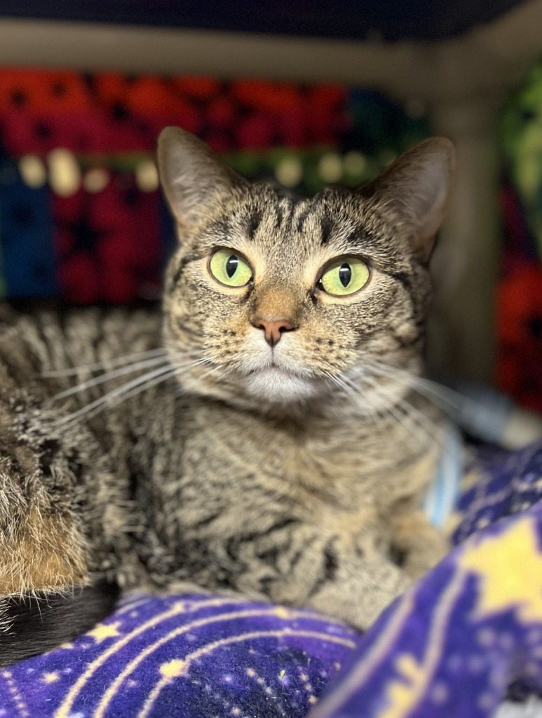 Annie, an adoptable Domestic Short Hair in Menomonie, WI, 54751 | Photo Image 1