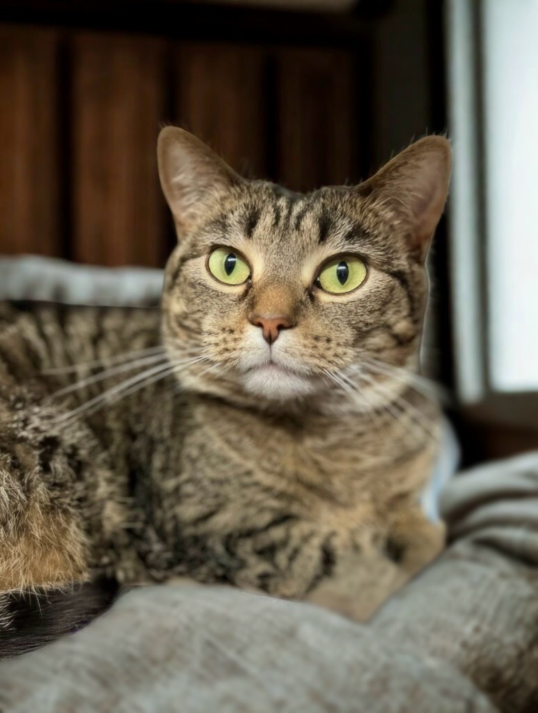 Annie, an adoptable Domestic Short Hair in Menomonie, WI, 54751 | Photo Image 1