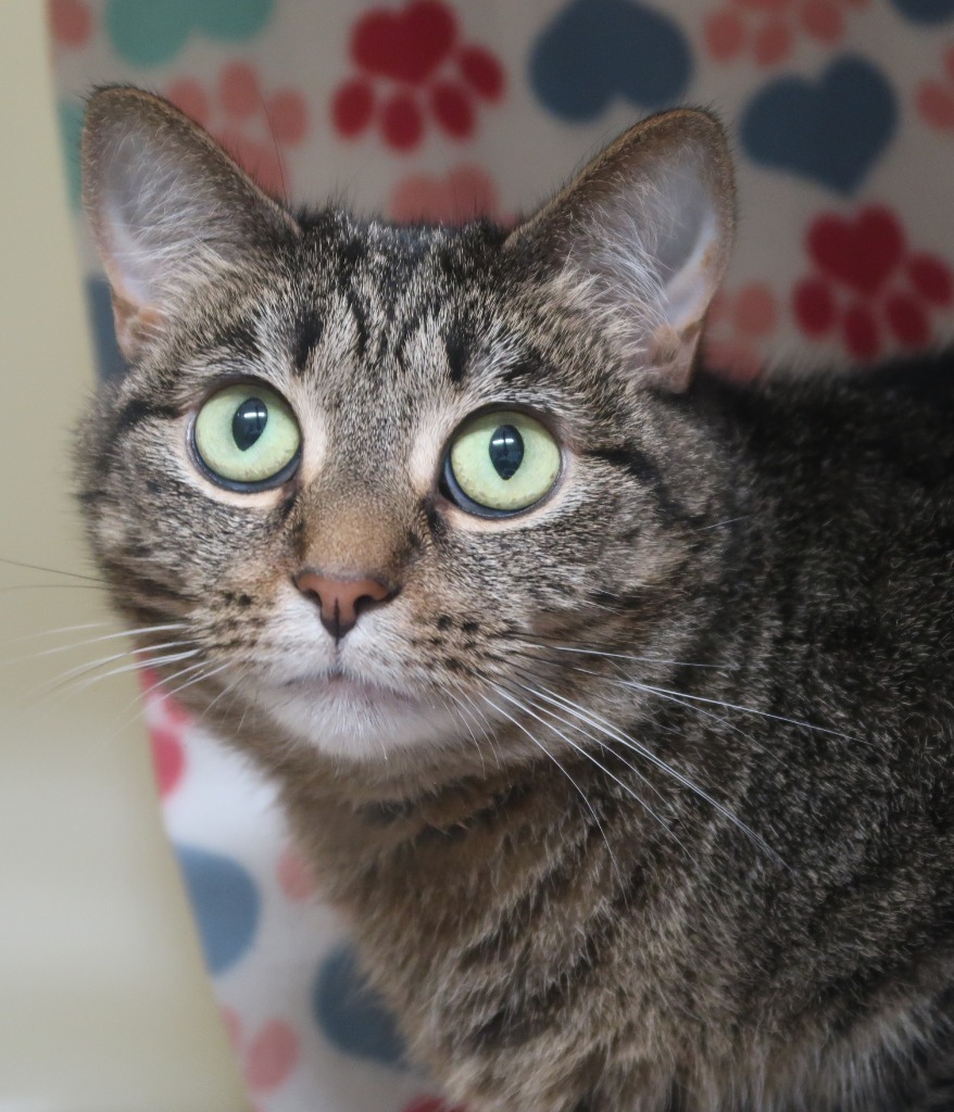 Annie, an adoptable Domestic Short Hair in Menomonie, WI, 54751 | Photo Image 2