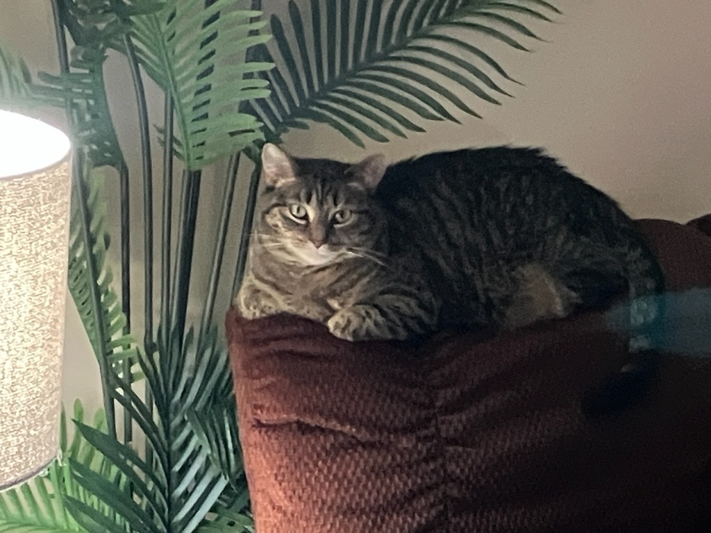 Annie, an adoptable Domestic Short Hair in Menomonie, WI, 54751 | Photo Image 3