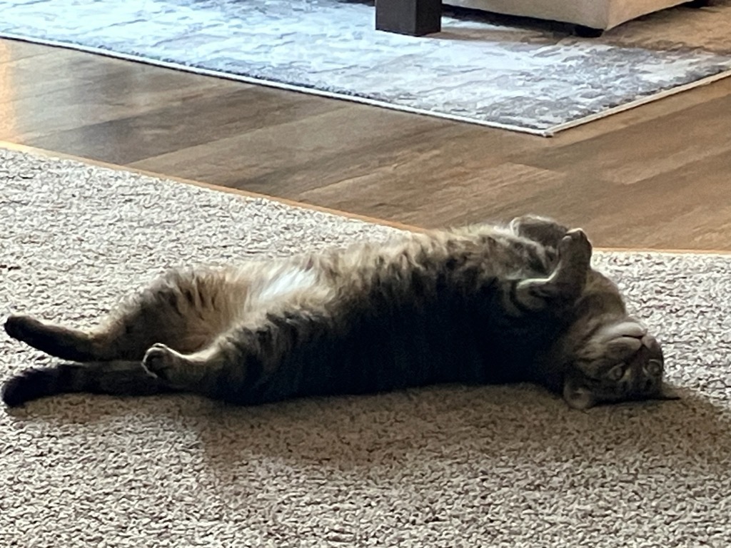 Annie, an adoptable Domestic Short Hair in Menomonie, WI, 54751 | Photo Image 4