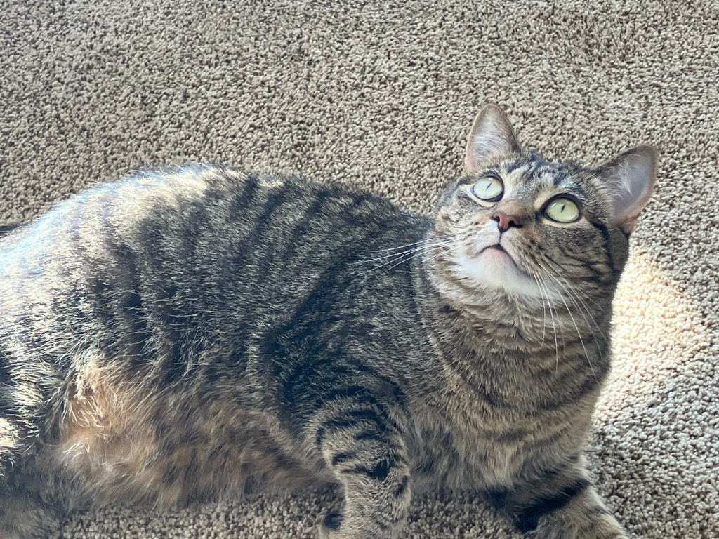 Annie, an adoptable Domestic Short Hair in Menomonie, WI, 54751 | Photo Image 5