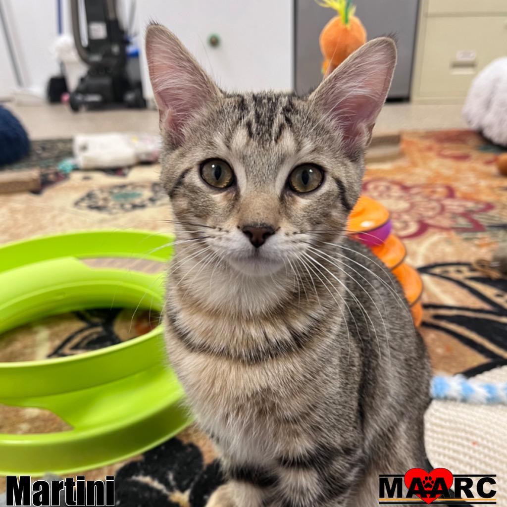 Martini