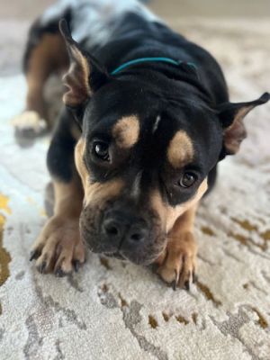 MOLLY POCKET PITTY