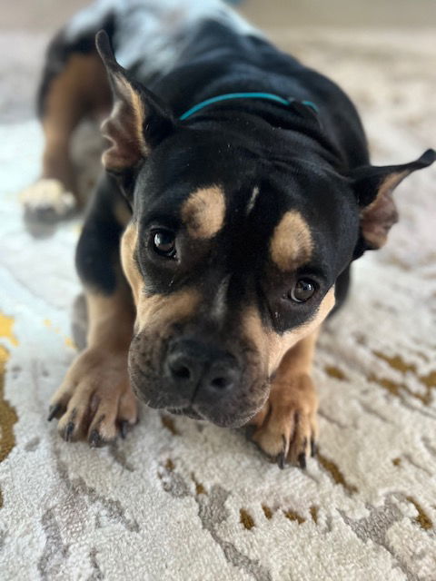 MOLLY POCKET PITTY 1