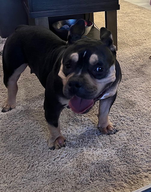 MOLLY POCKET PITTY 2