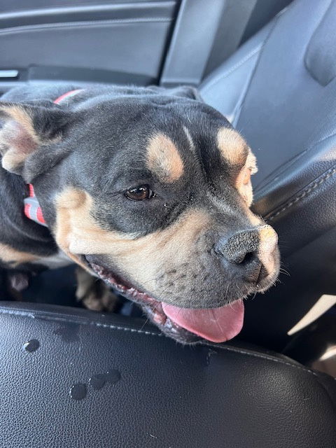 MOLLY POCKET PITTY 3