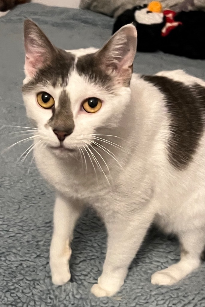 Daisy, an adoptable Domestic Short Hair in Brainardsville, NY, 12915 | Photo Image 1