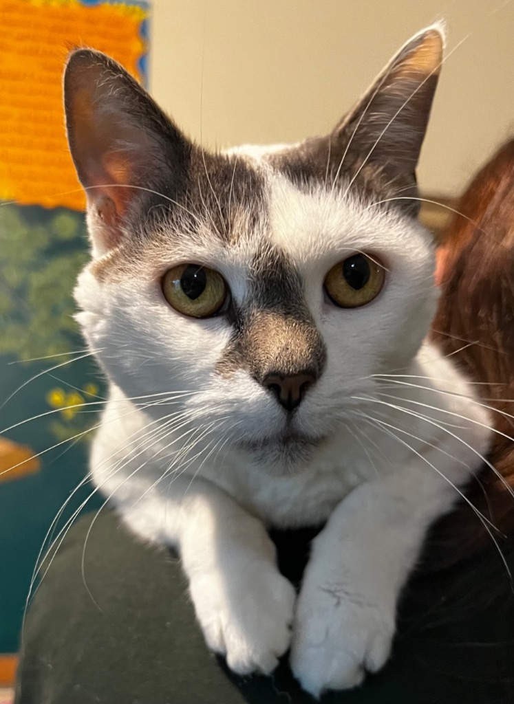 Daisy, an adoptable Domestic Short Hair in Brainardsville, NY, 12915 | Photo Image 2