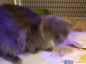 Shale, Adult Female Domestic Short Hair