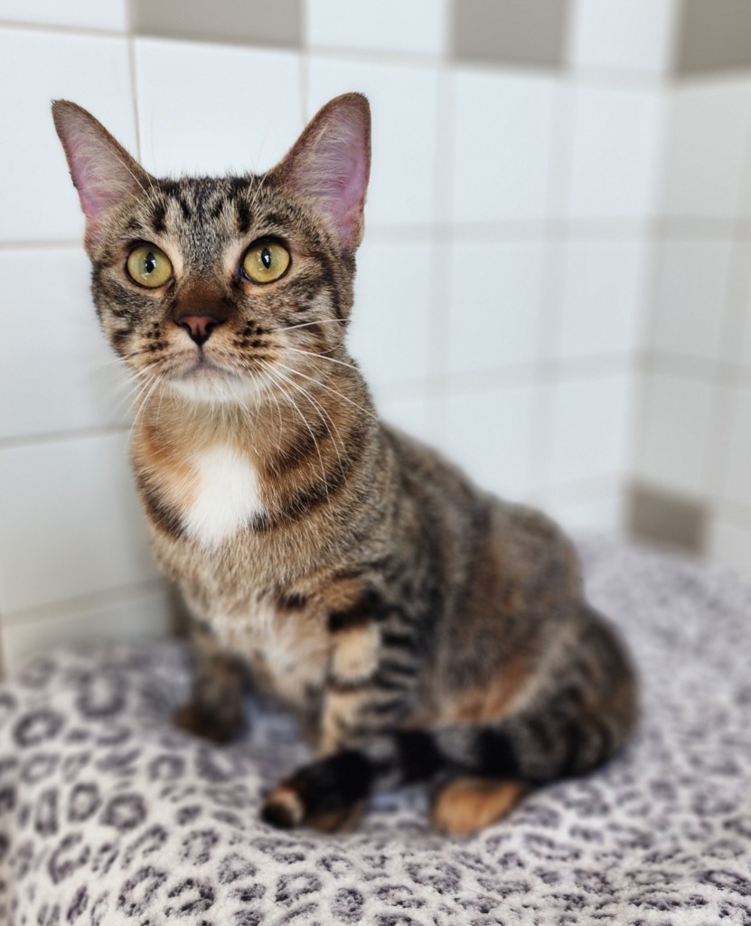 Baby Girl, an adoptable Domestic Short Hair in Superior, WI, 54880 | Photo Image 1