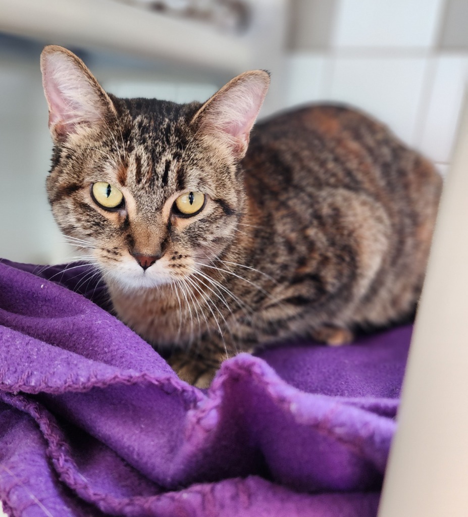 Goldie, an adoptable Domestic Short Hair in Superior, WI, 54880 | Photo Image 1