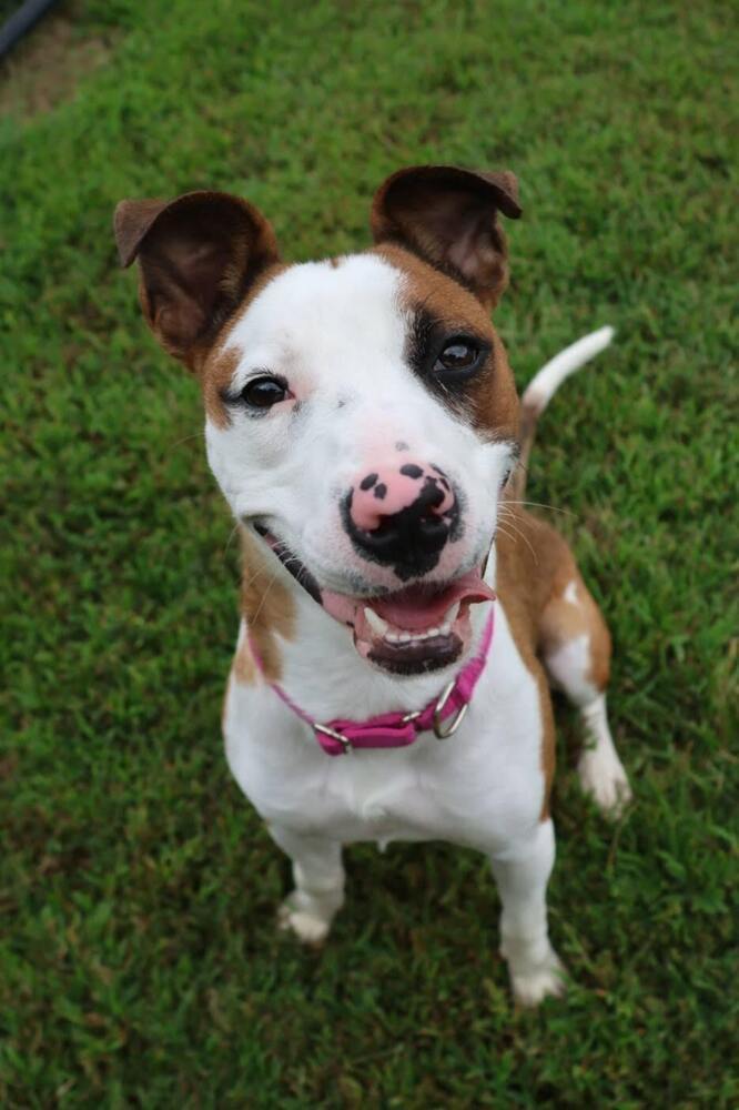 Jelly, an adoptable Catahoula Leopard Dog, Whippet in Washington, DC, 20037 | Photo Image 1