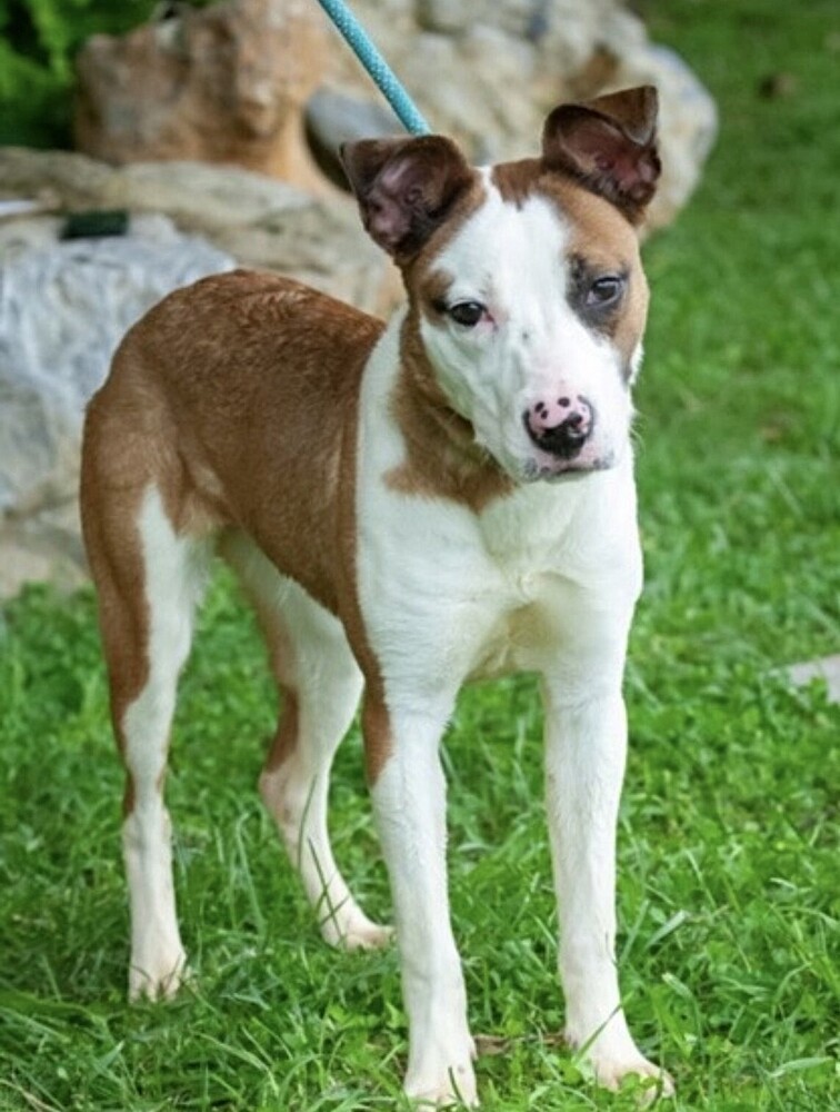 Jelly, an adoptable Catahoula Leopard Dog, Whippet in Washington, DC, 20037 | Photo Image 4