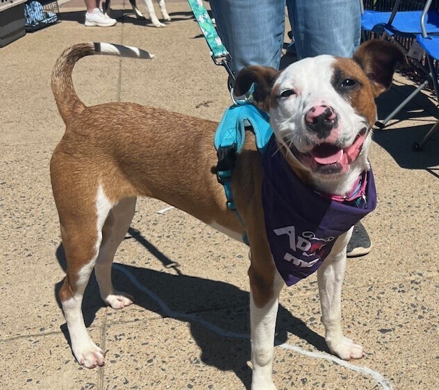 Jelly, an adoptable Catahoula Leopard Dog, Whippet in Washington, DC, 20037 | Photo Image 5