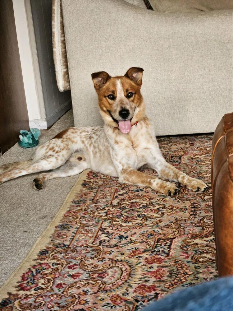 Garrett, an adoptable English Coonhound, Setter in Washington, DC, 20037 | Photo Image 3