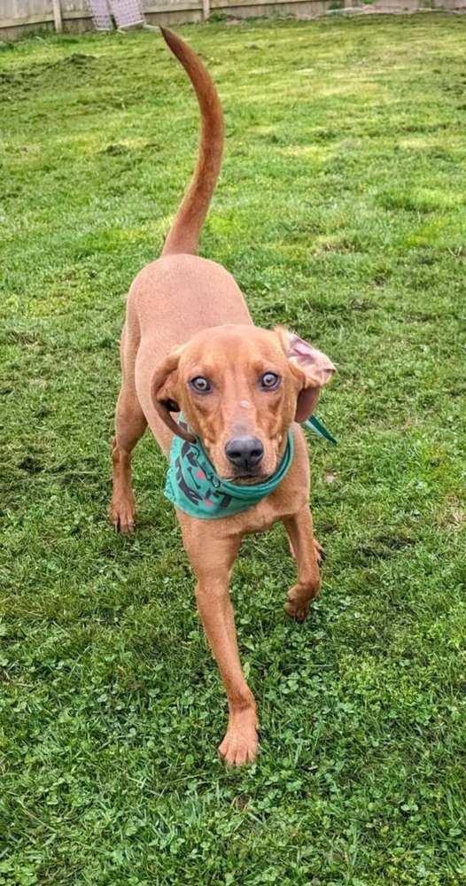 Rugrats2 : Phil, an adoptable Vizsla, Hound in Aurora, IN, 47001 | Photo Image 1