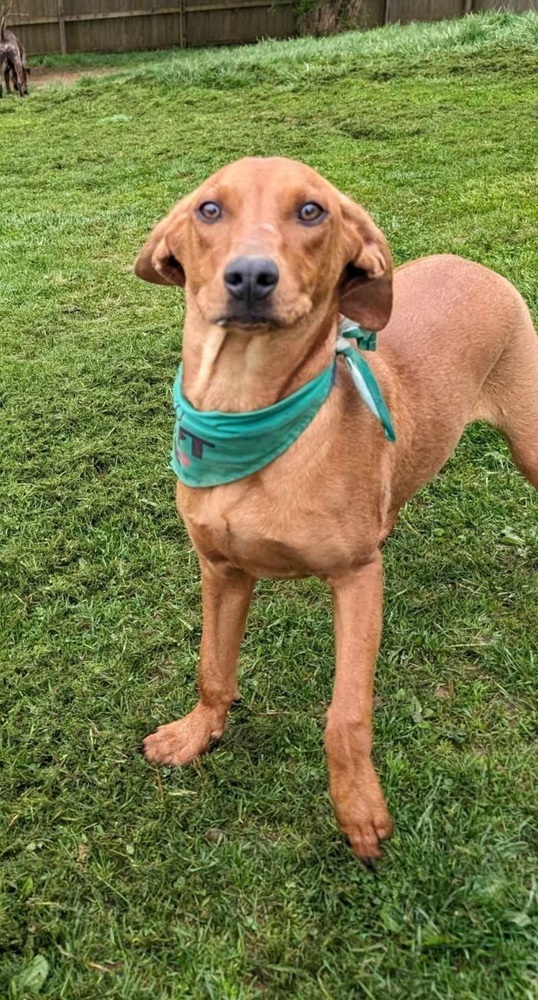 Rugrats2 : Phil, an adoptable Vizsla, Hound in Aurora, IN, 47001 | Photo Image 2