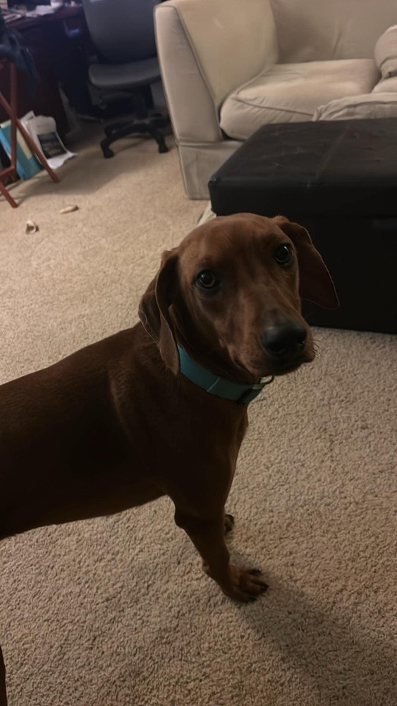 Rugrats2 : Phil, an adoptable Vizsla, Hound in Aurora, IN, 47001 | Photo Image 3