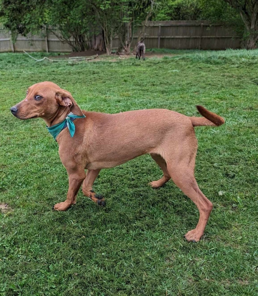 Rugrats2 : Phil, an adoptable Vizsla, Hound in Aurora, IN, 47001 | Photo Image 4