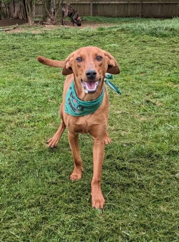 Rugrats2 : Phil, an adoptable Vizsla, Hound in Aurora, IN, 47001 | Photo Image 5