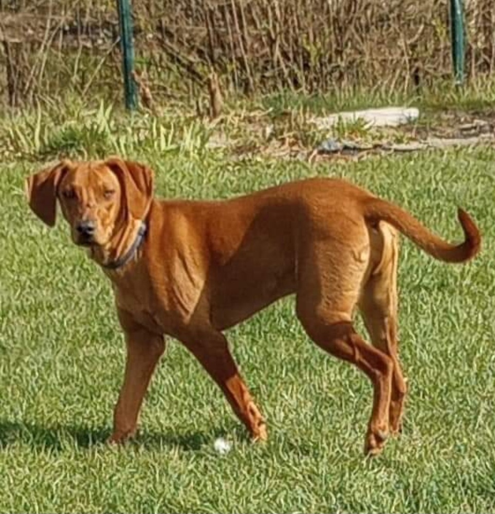 Rugrats2 : Phil, an adoptable Vizsla, Hound in Aurora, IN, 47001 | Photo Image 6