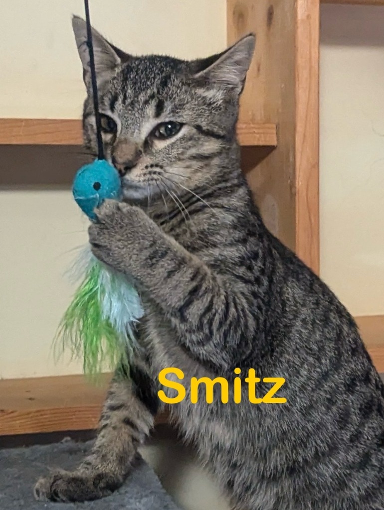 SMITZ Kitten