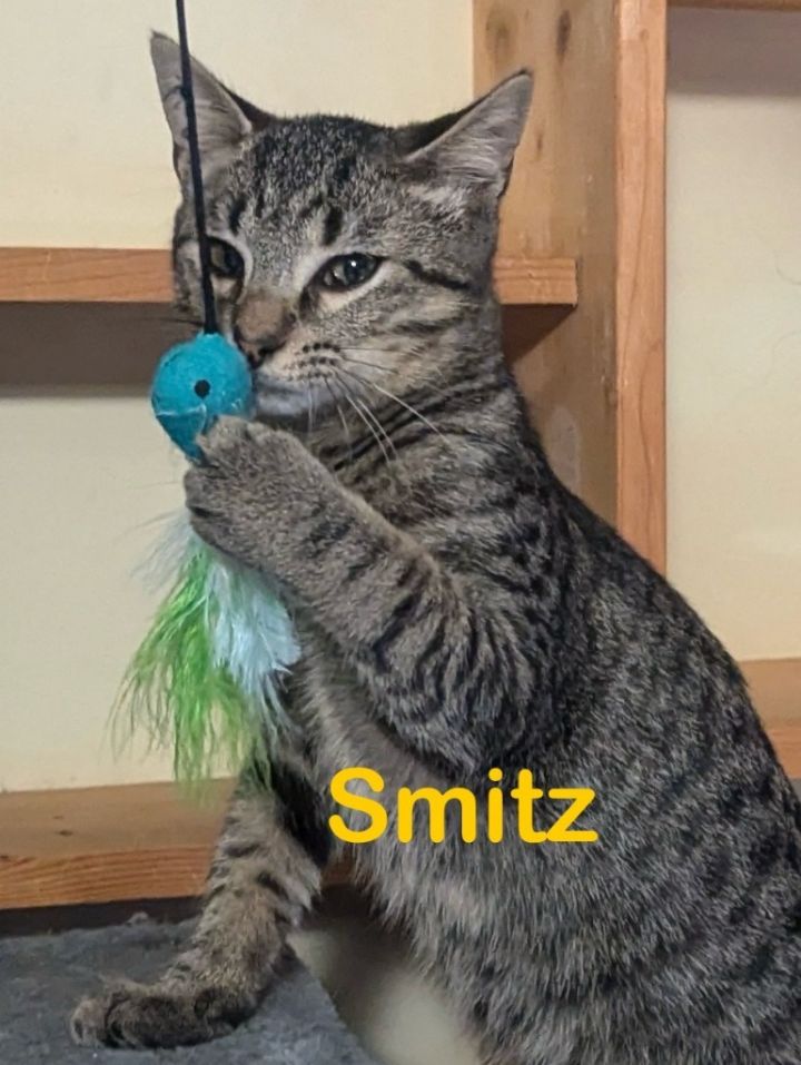 SMITZ Kitten 1