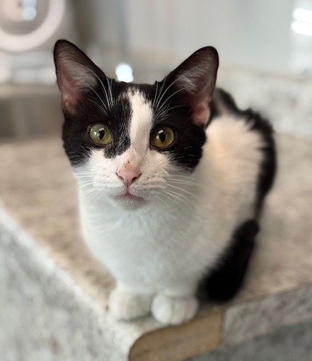 TURNIP Kitten (m), an adoptable Domestic Short Hair in New Bern, NC, 28563 | Photo Image 1