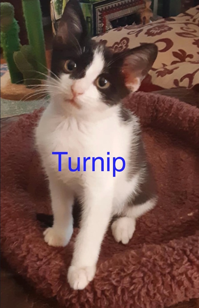 TURNIP Kitten (m), an adoptable Domestic Short Hair in New Bern, NC, 28563 | Photo Image 2