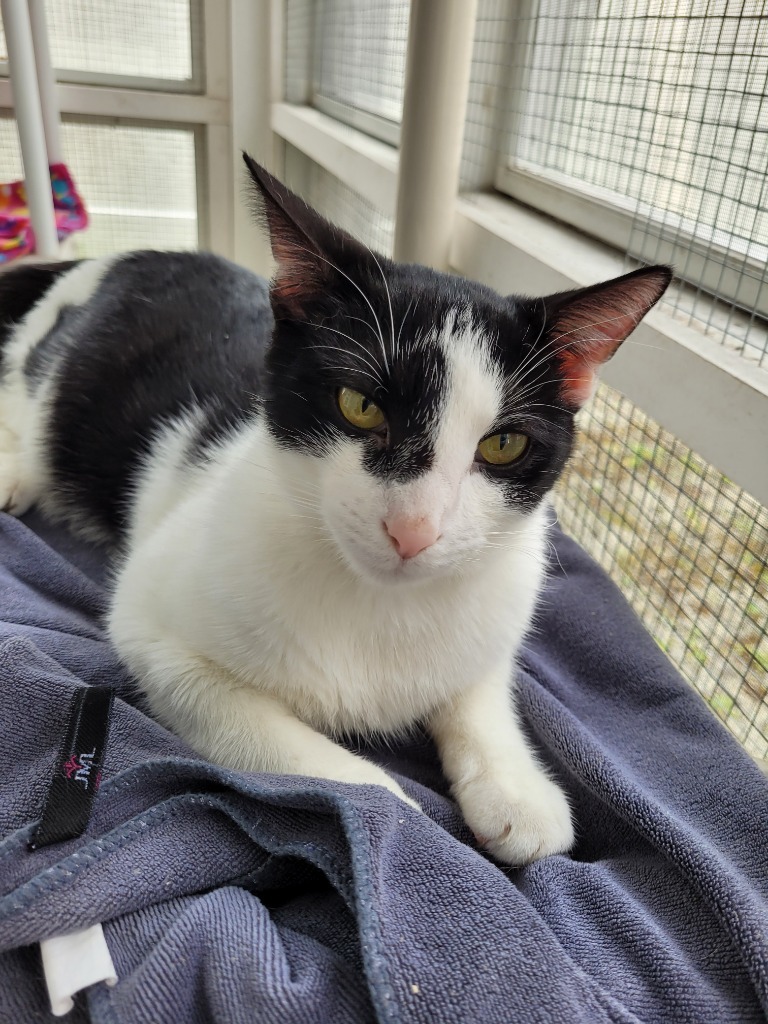 TURNIP (m), an adoptable Domestic Short Hair in New Bern, NC, 28563 | Photo Image 3