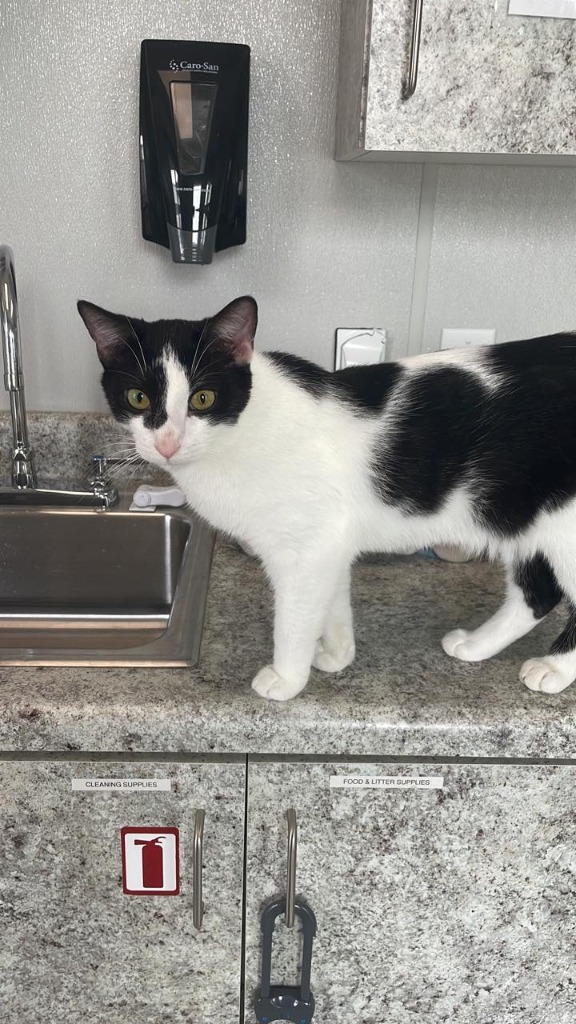 TURNIP (m), an adoptable Domestic Short Hair in New Bern, NC, 28563 | Photo Image 4