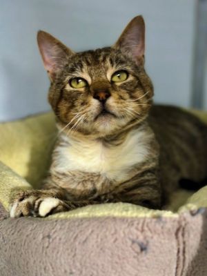 BREAD/BRETT, Adult Male Domestic Short Hair
