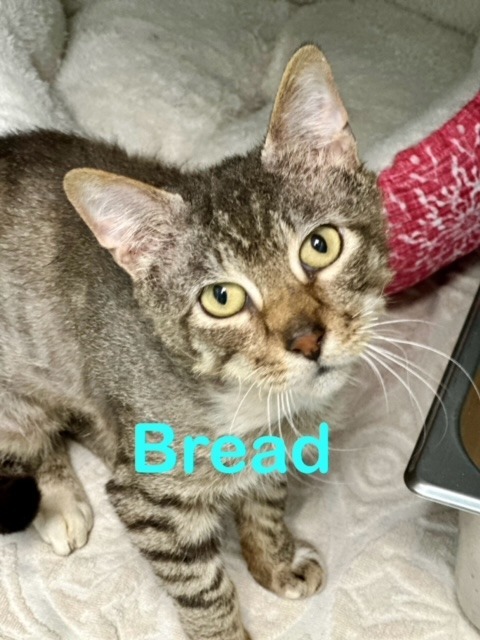 BREAD/BRETT, an adoptable Domestic Short Hair in New Bern, NC, 28563 | Photo Image 2