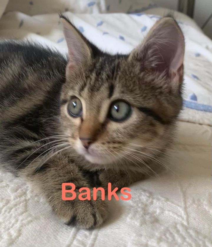 BANKS Kitten 1