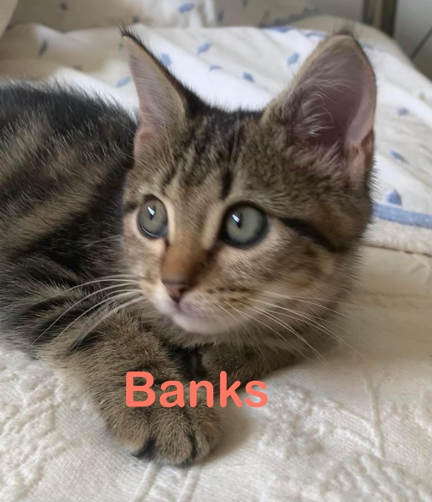 BANKS Kitten, an adoptable Domestic Short Hair in New Bern, NC, 28563 | Photo Image 2