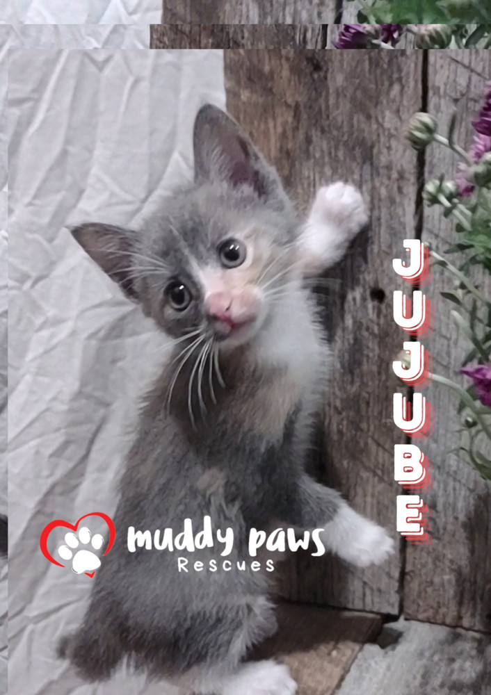 Jelly Belly Litter: Jujube