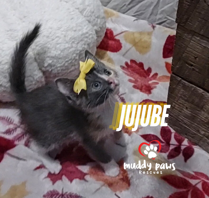 Jelly Belly Litter: Jujube