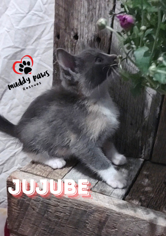 Jelly Belly Litter: Jujube